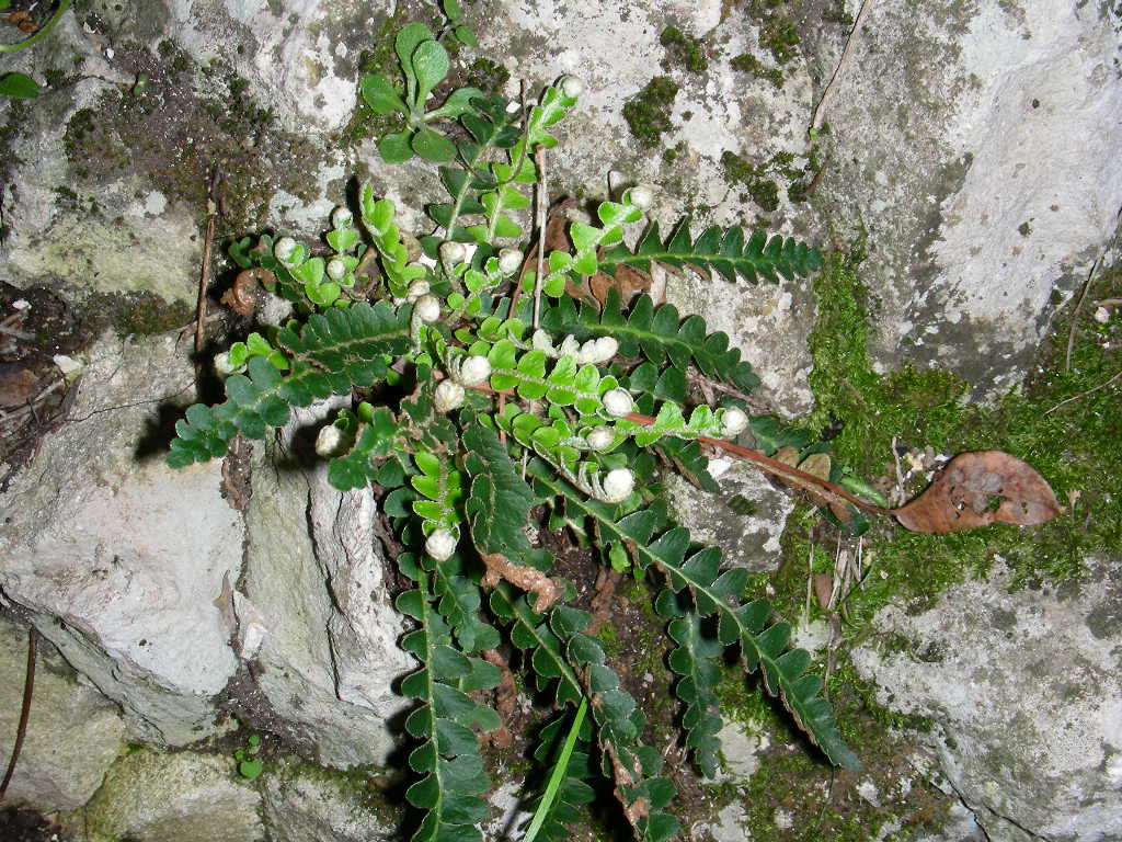 Asplenium ceterach